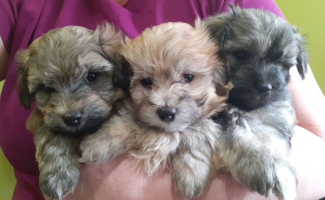 Panda bear best sale puppies